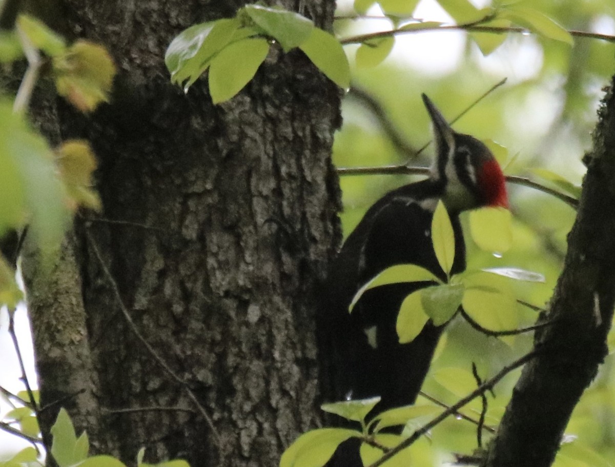 Pileated Woodpecker - ML618434786