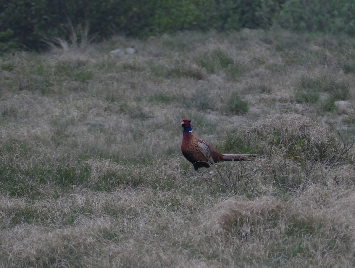 Ring-necked Pheasant - ML618434815