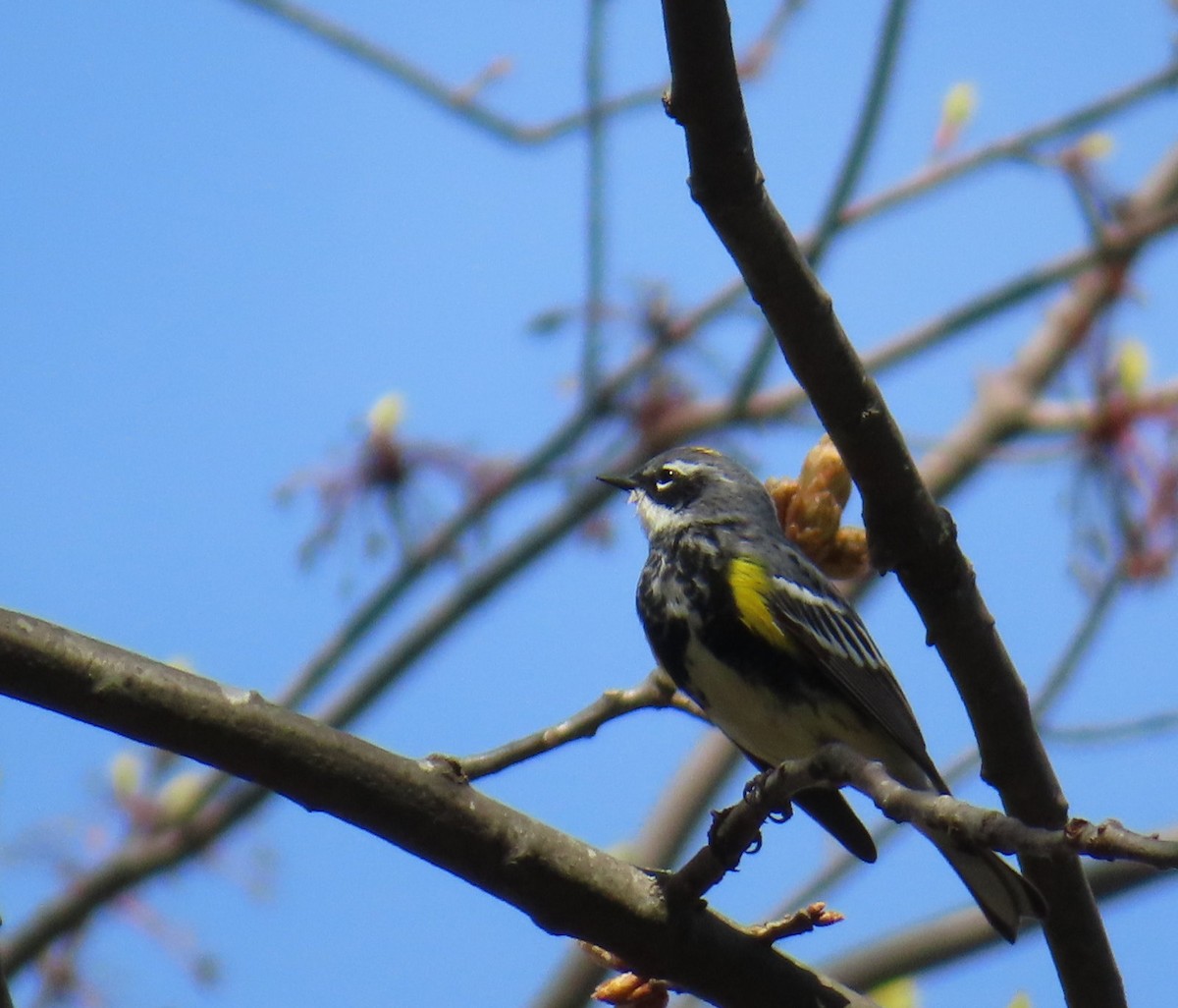 Yellow-rumped Warbler (Myrtle) - ML618434821