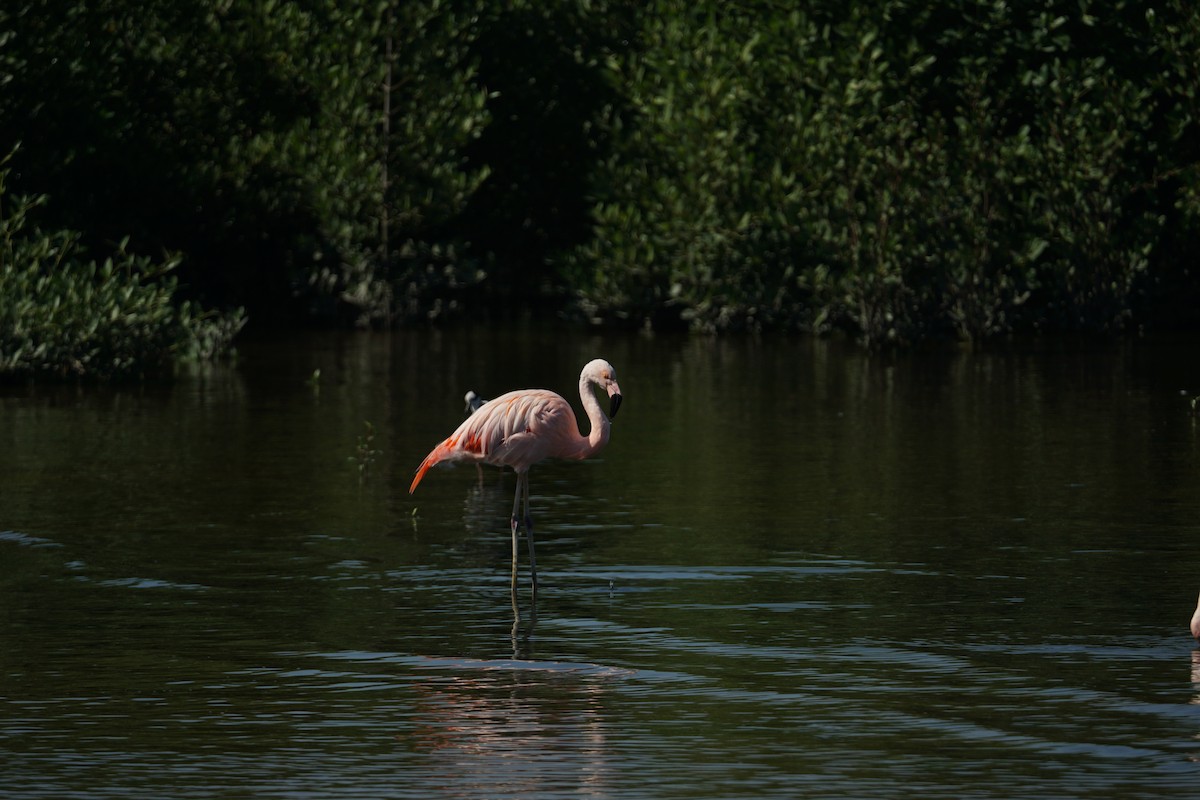 Chilean Flamingo - ML618434833