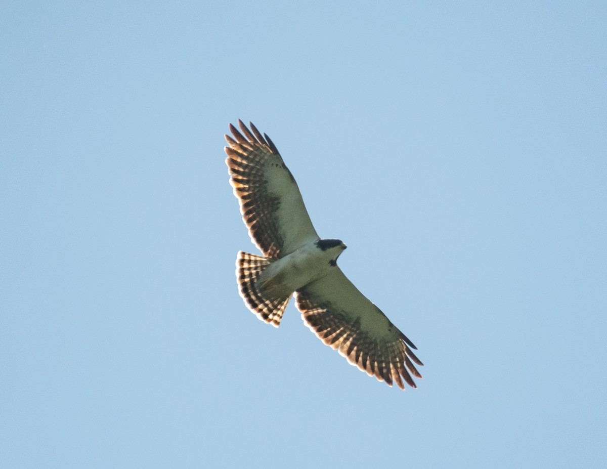 Short-tailed Hawk - ML618434853