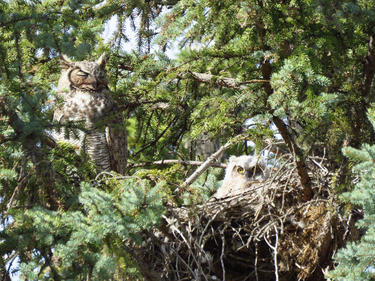 Great Horned Owl - ML618434876