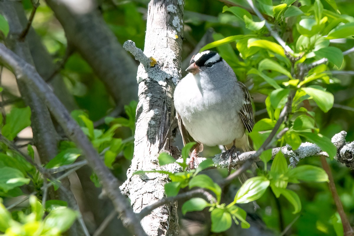 White-crowned Sparrow - ML618434914