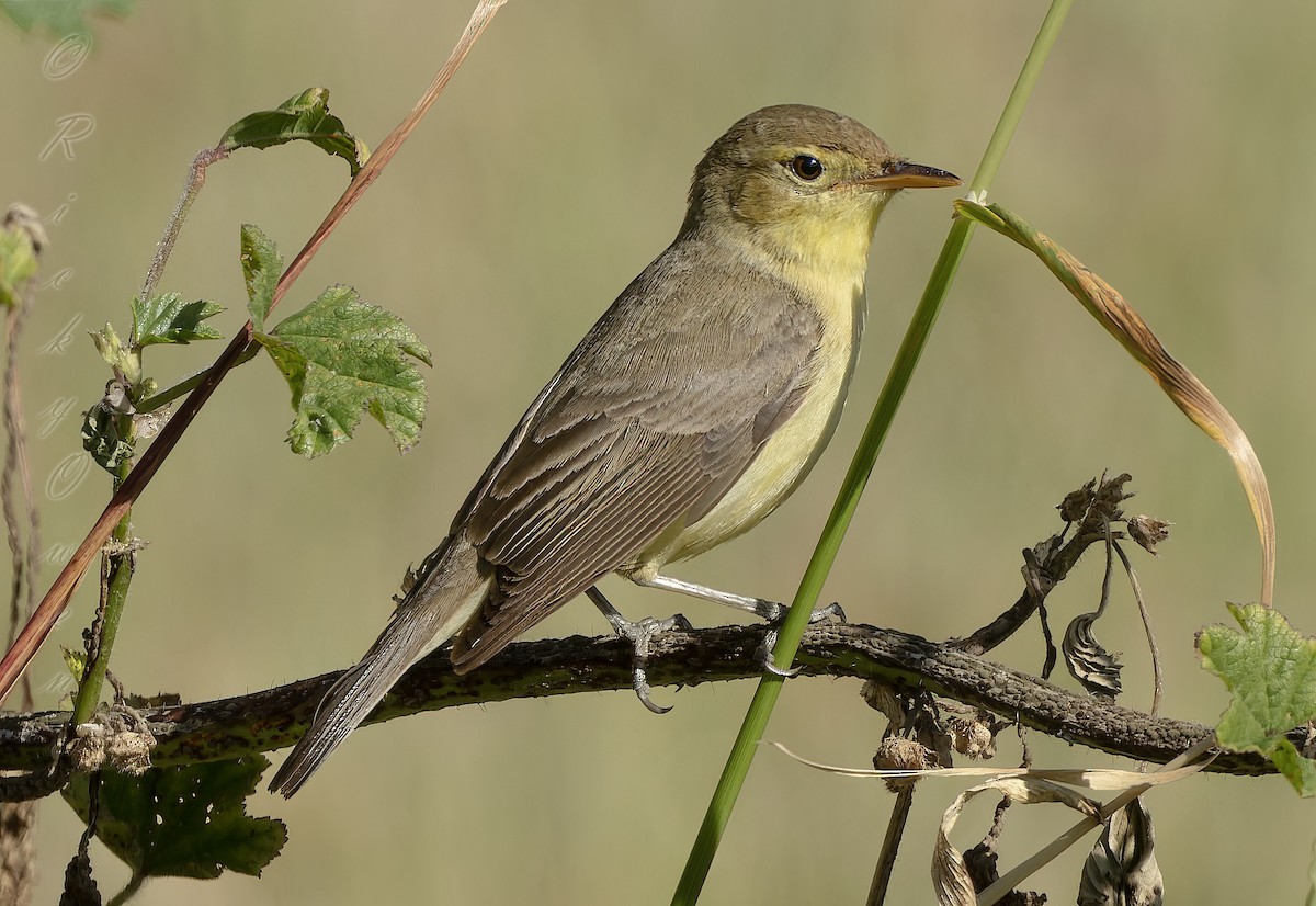 Melodious Warbler - ML618434941