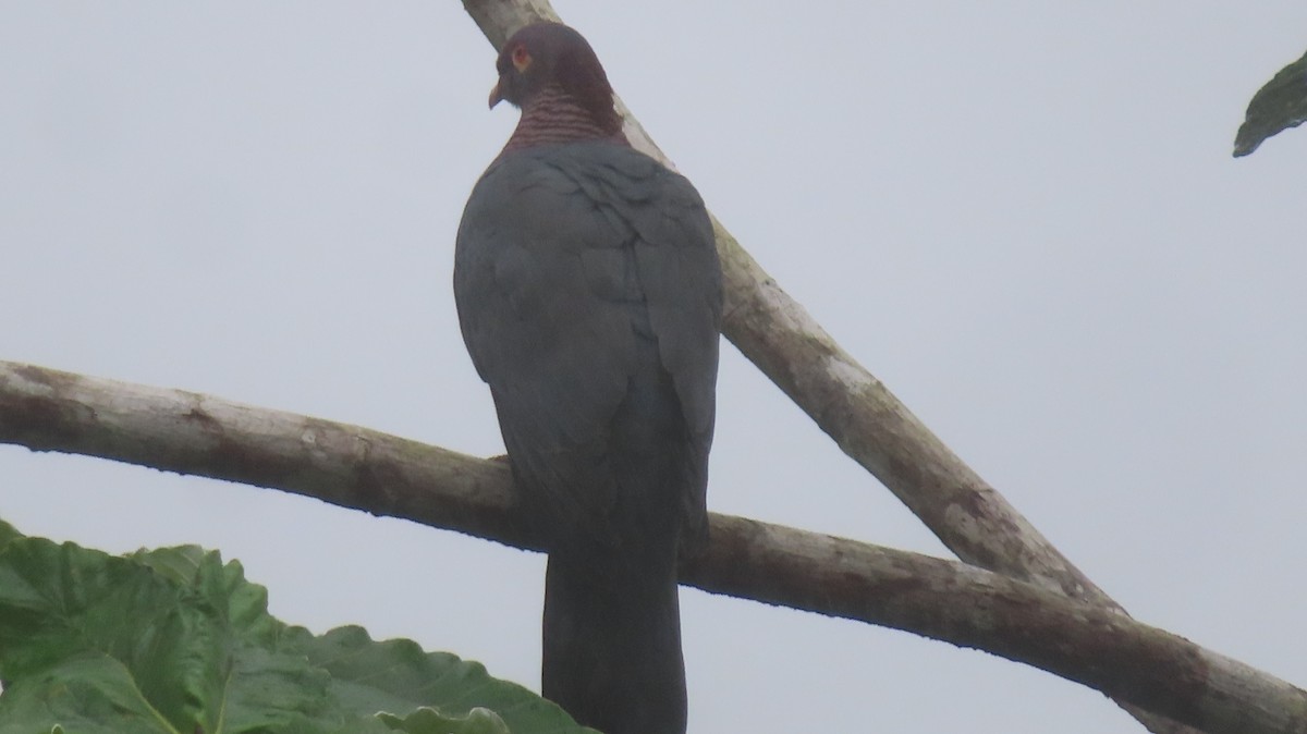 Pigeon à cou rouge - ML618434974