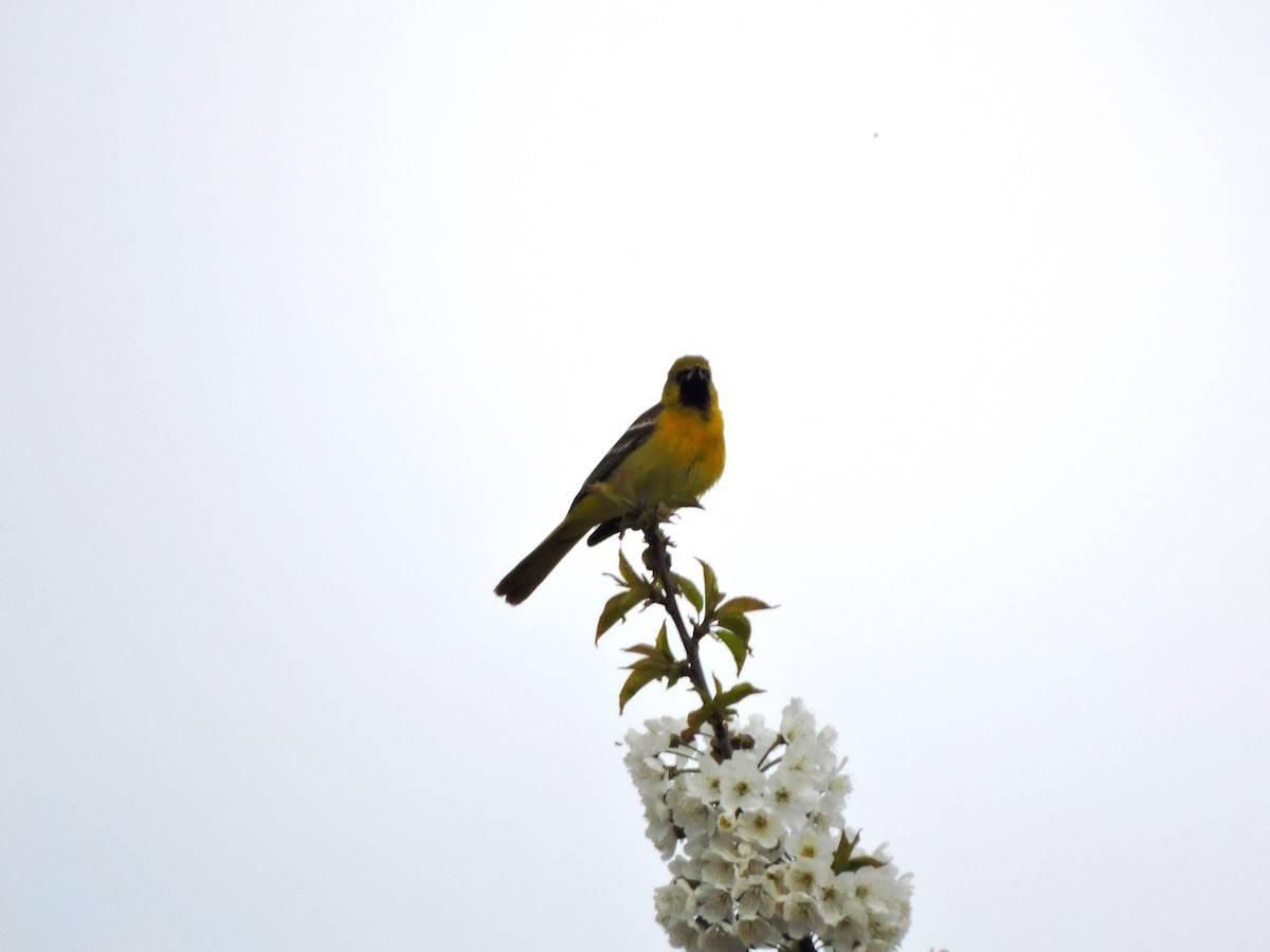Orchard Oriole - ML618434988