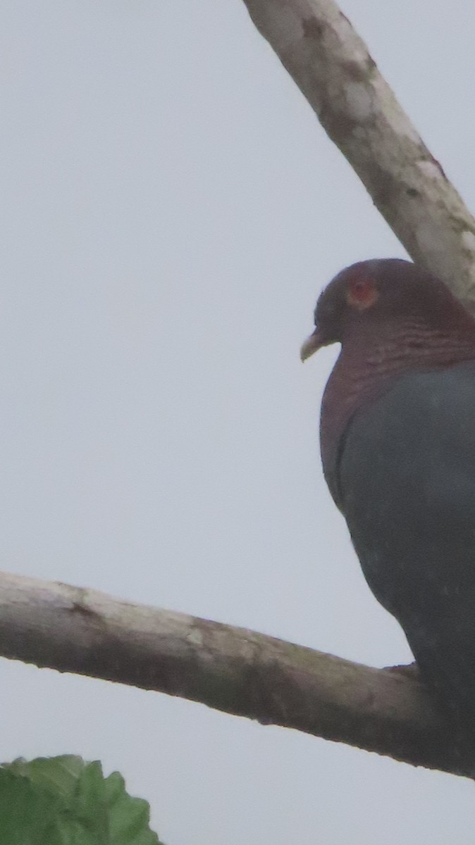Pigeon à cou rouge - ML618434992
