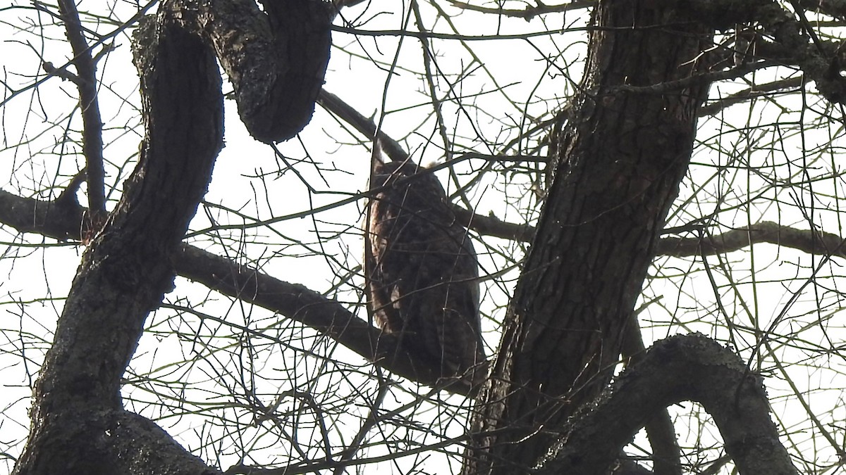 Great Horned Owl - ML618434997