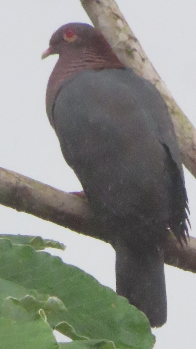 Pigeon à cou rouge - ML618435002