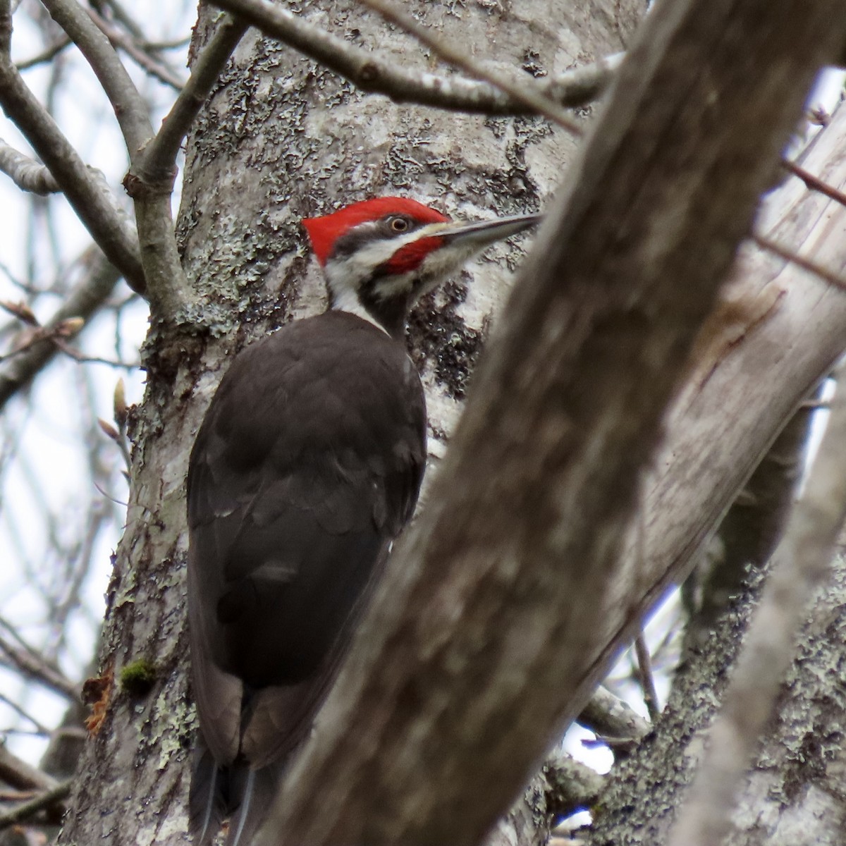 Pileated Woodpecker - ML618435006