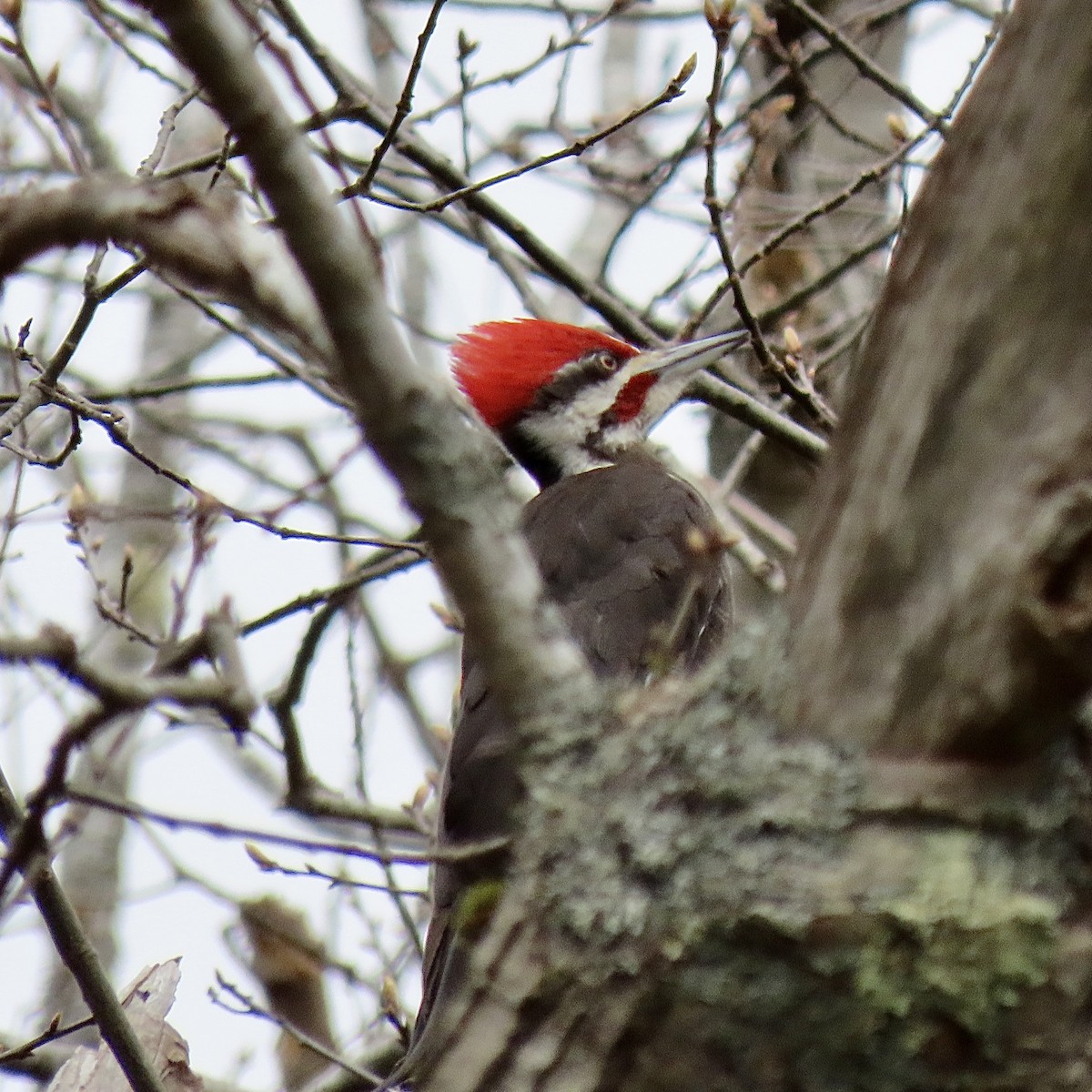 Pileated Woodpecker - ML618435007