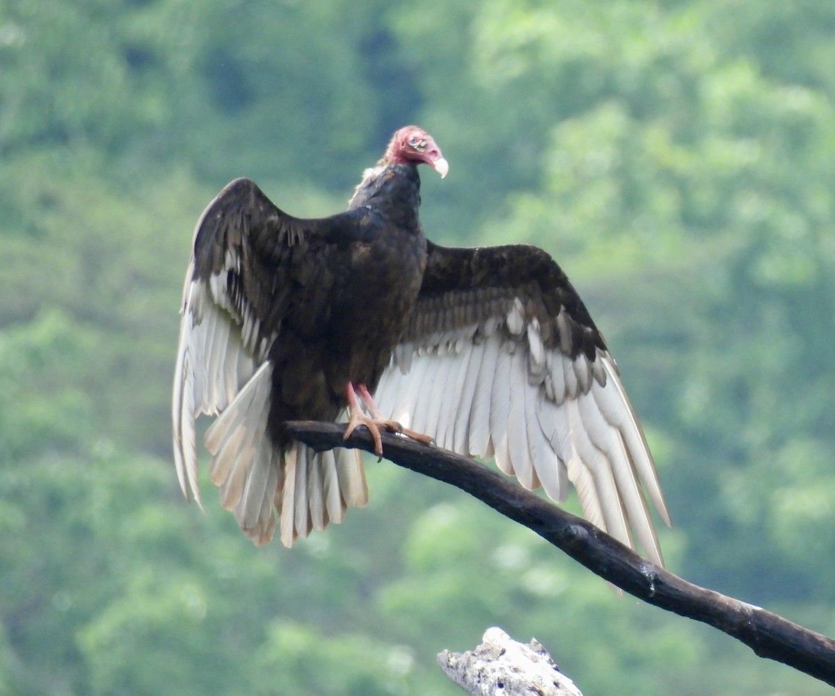 Turkey Vulture - ML618435016