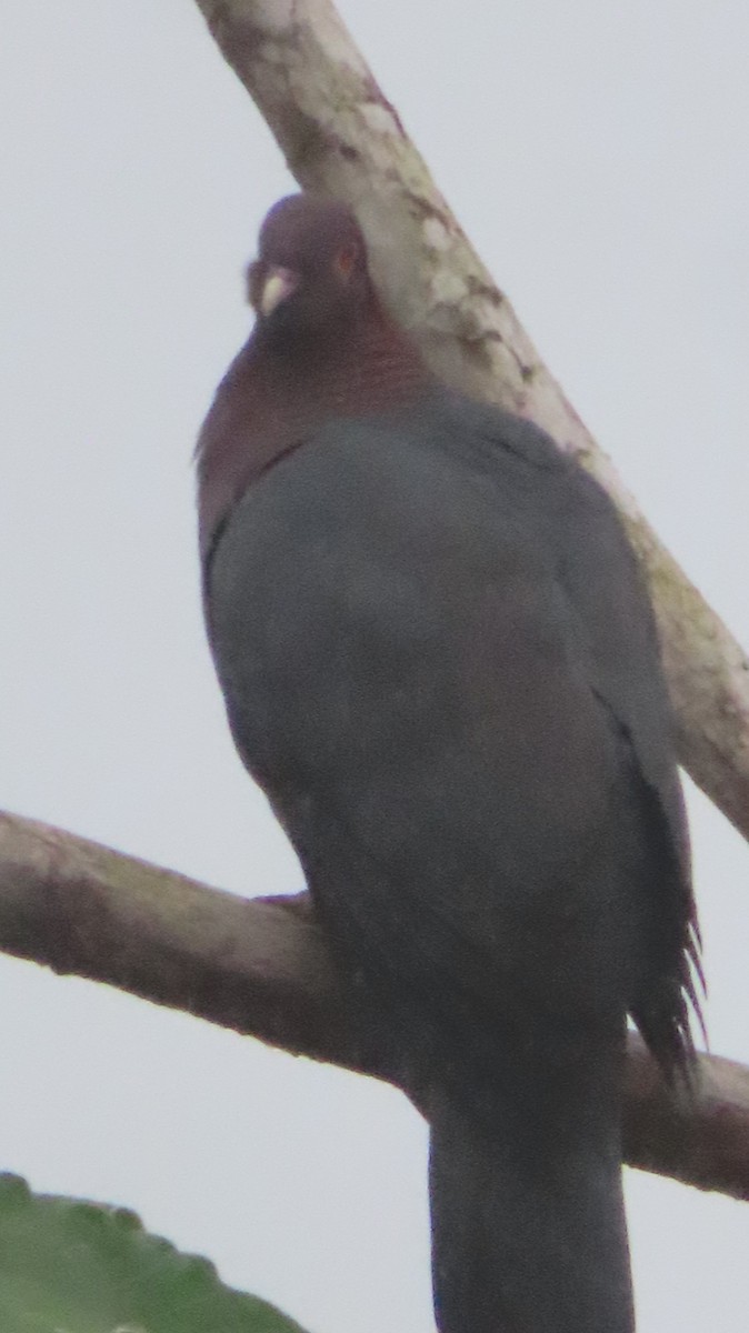 Pigeon à cou rouge - ML618435045