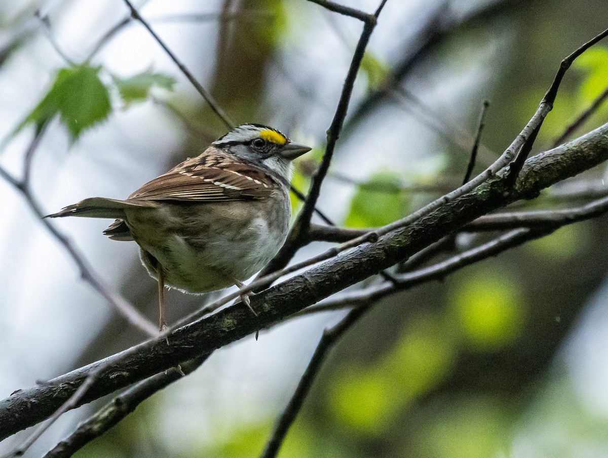 White-throated Sparrow - ML618435050