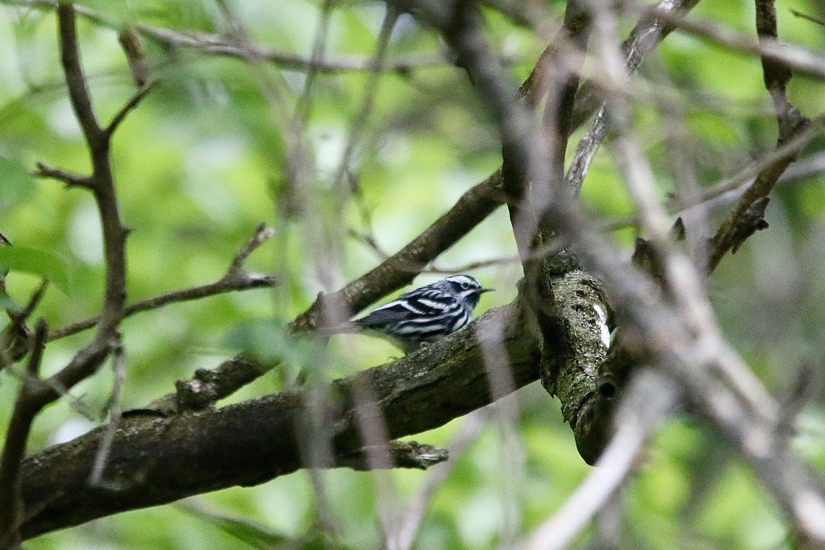Black-and-white Warbler - ML618435095