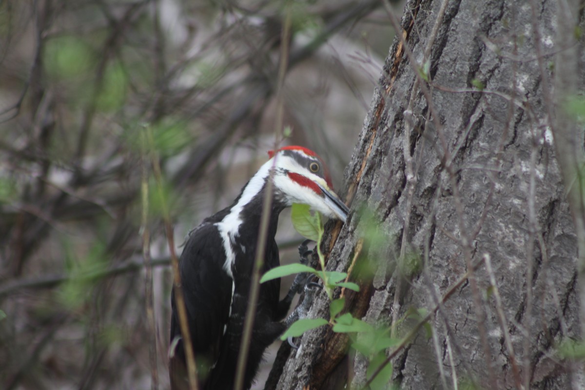 Pileated Woodpecker - ML618435180