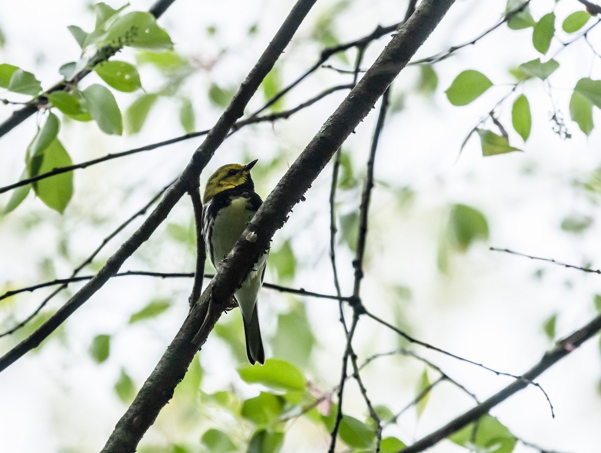 Black-throated Green Warbler - Mark Strittmatter