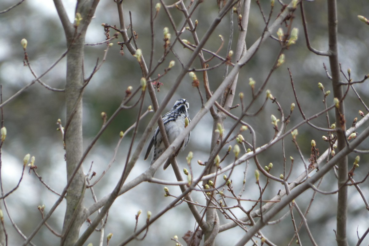 Black-and-white Warbler - ML618435237