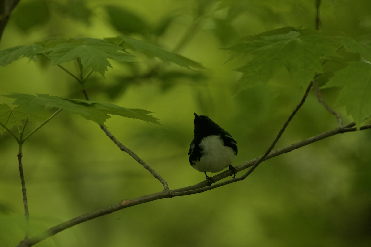 Black-throated Blue Warbler - Paul Miller