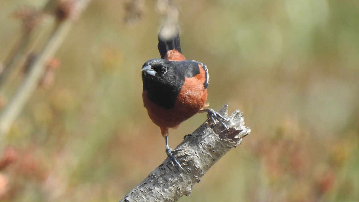 Orchard Oriole - ML618435279