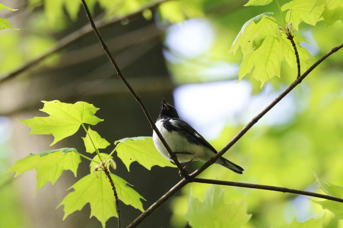 Black-throated Blue Warbler - Tracey Chan