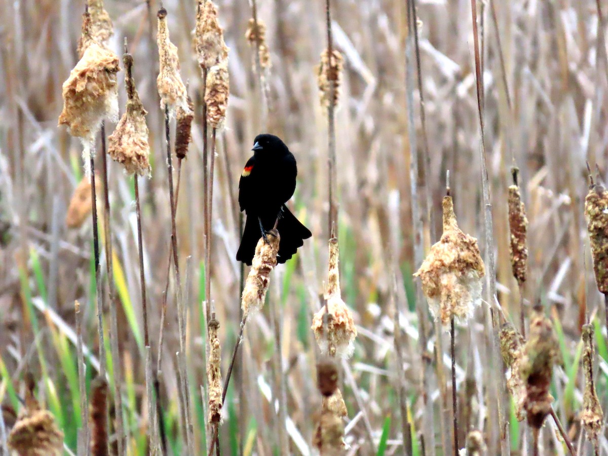 Red-winged Blackbird (Red-winged) - ML618435359