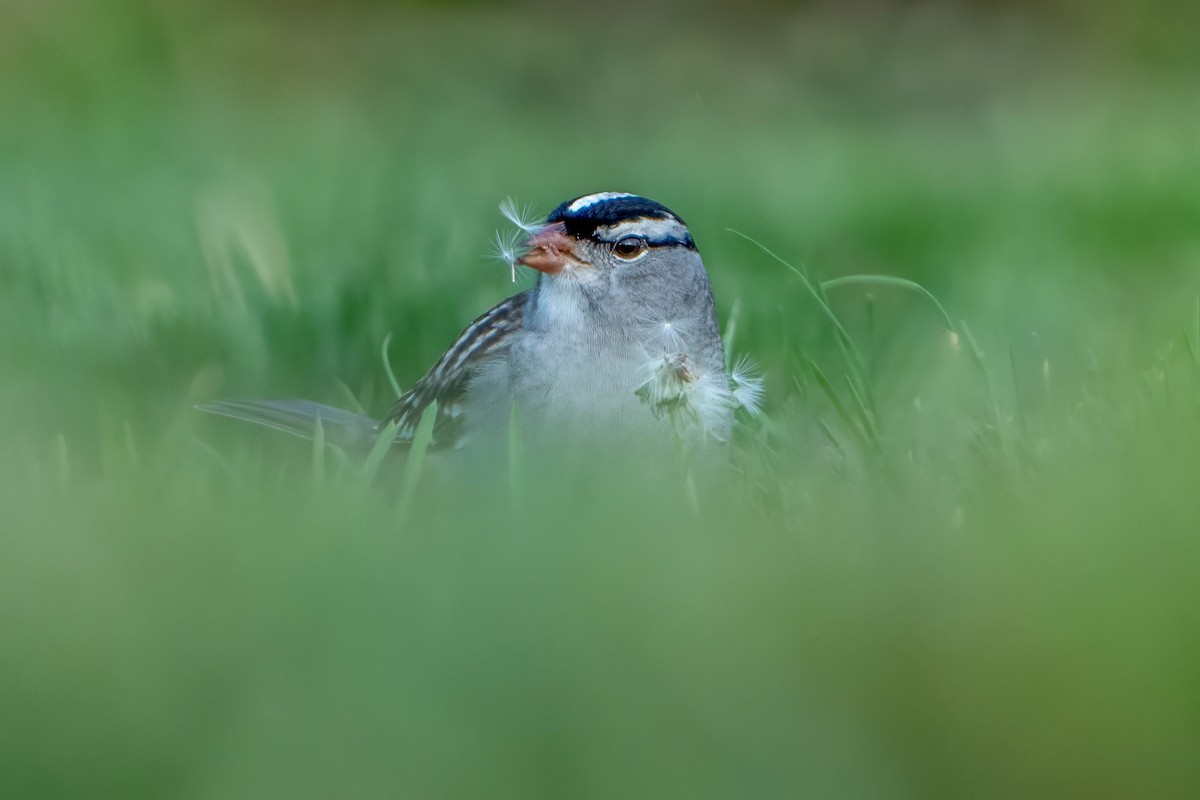 White-crowned Sparrow - ML618435380