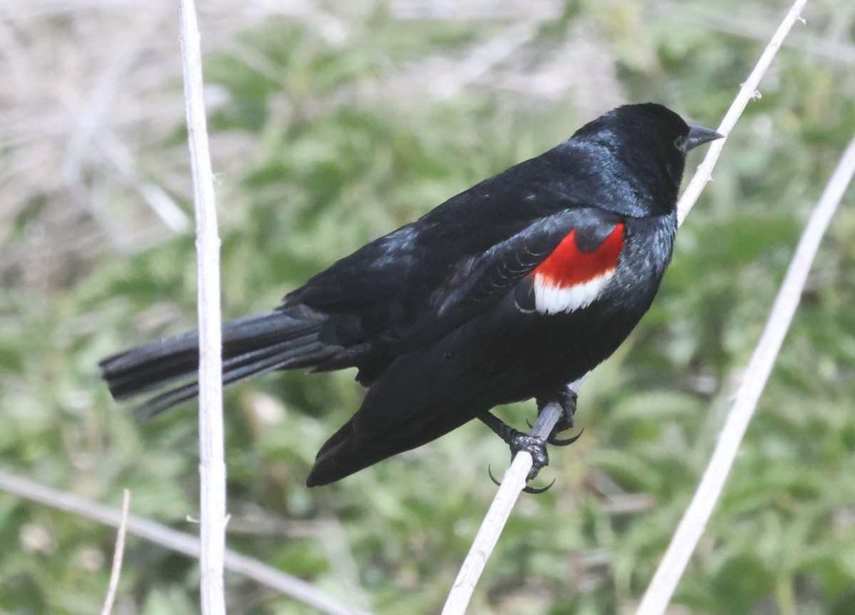 Tricolored Blackbird - ML618435410
