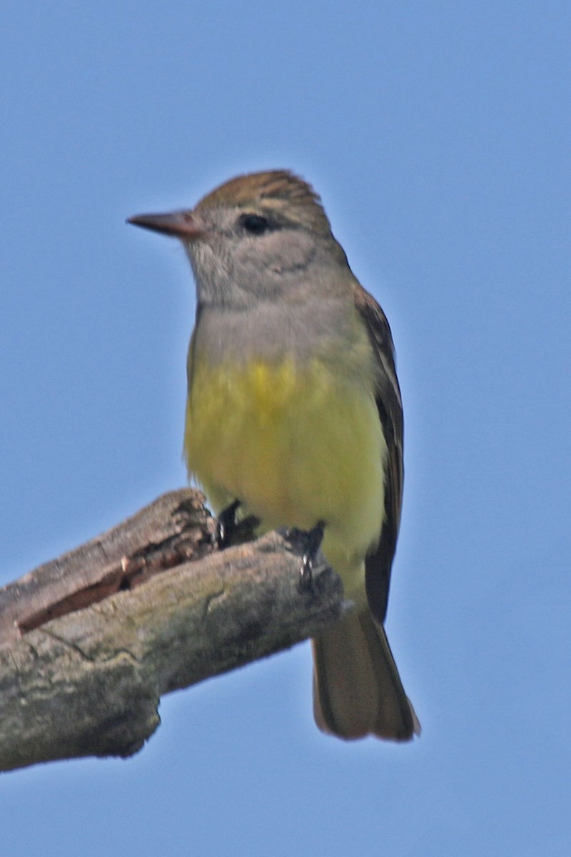 Great Crested Flycatcher - Joan and/or George Sims