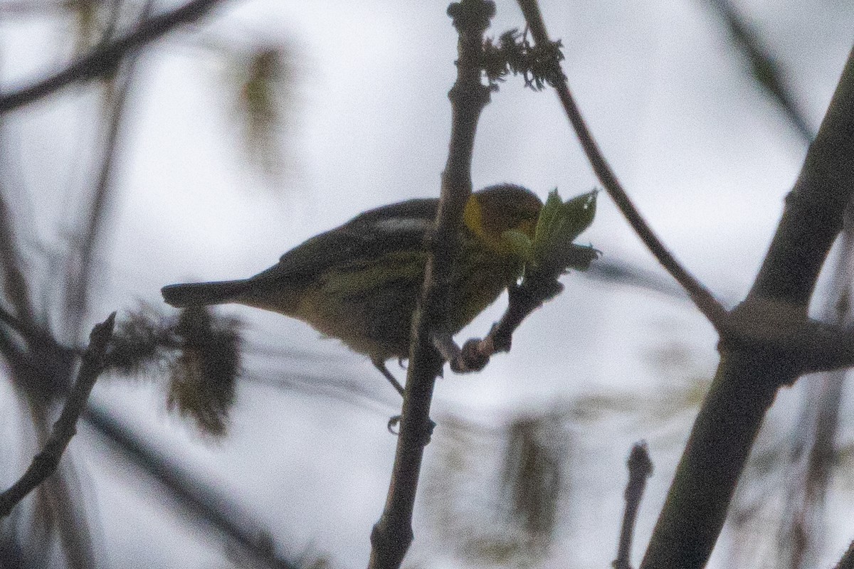 Cape May Warbler - ML618435471