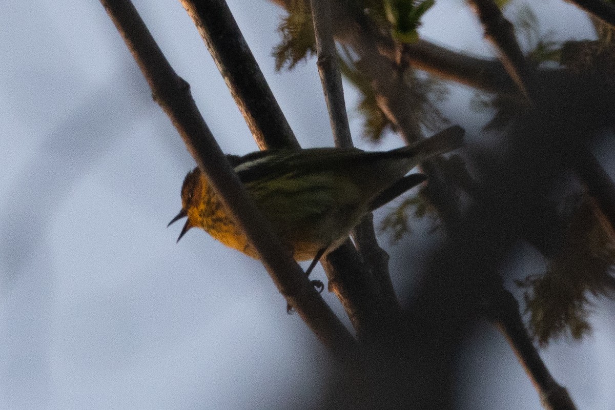 Cape May Warbler - ML618435472