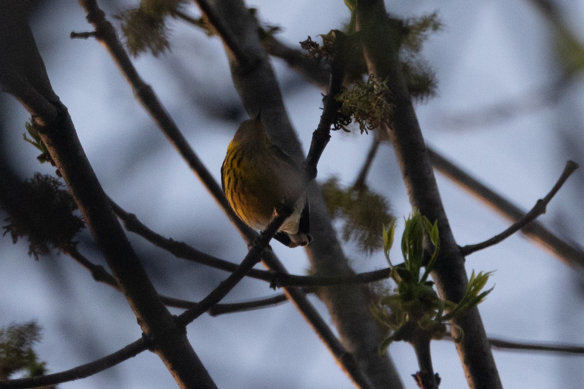 Cape May Warbler - ML618435473