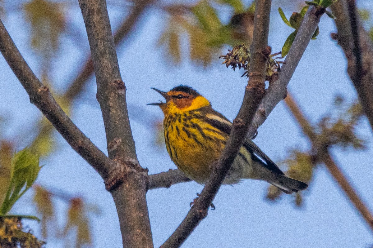 Cape May Warbler - ML618435474