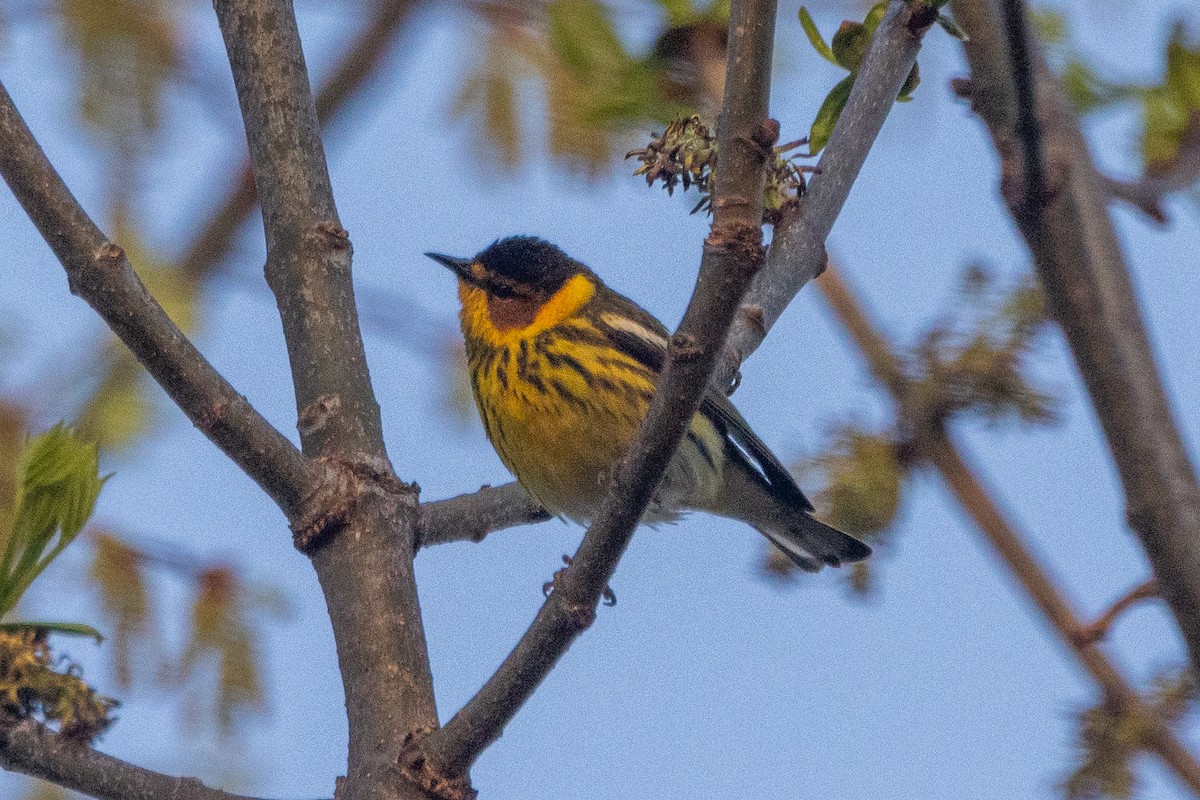 Cape May Warbler - ML618435475