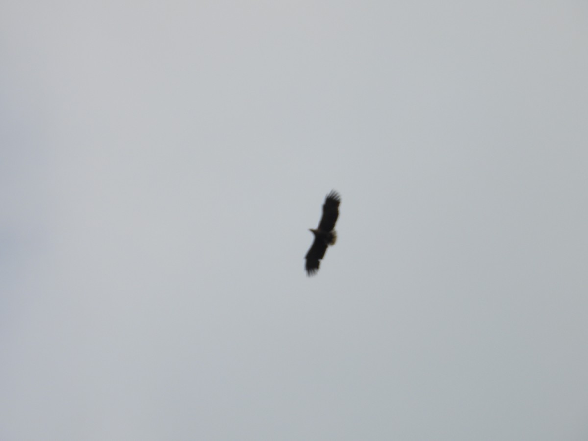 White-tailed Eagle - ML618435478