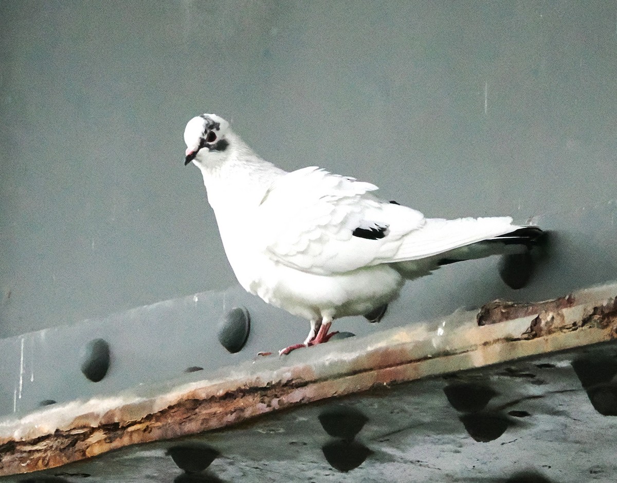 Rock Pigeon (Feral Pigeon) - ML618435483