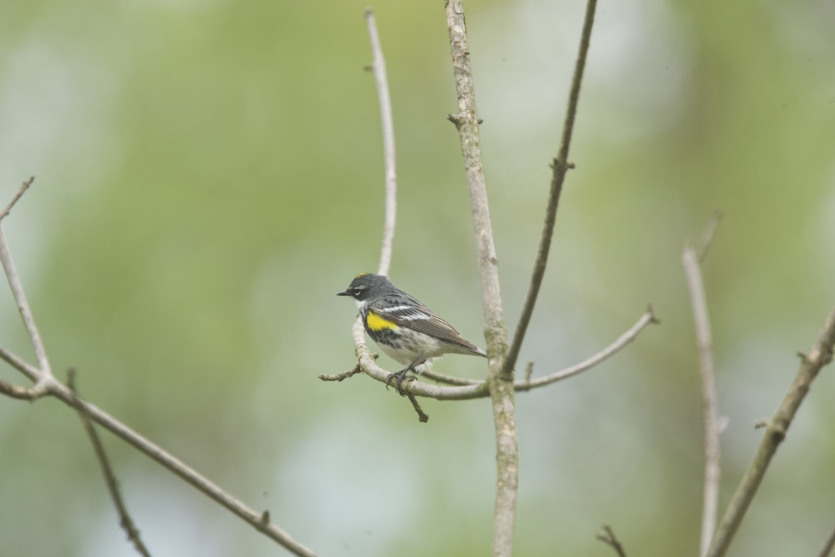 Yellow-rumped Warbler (Myrtle) - ML618435488