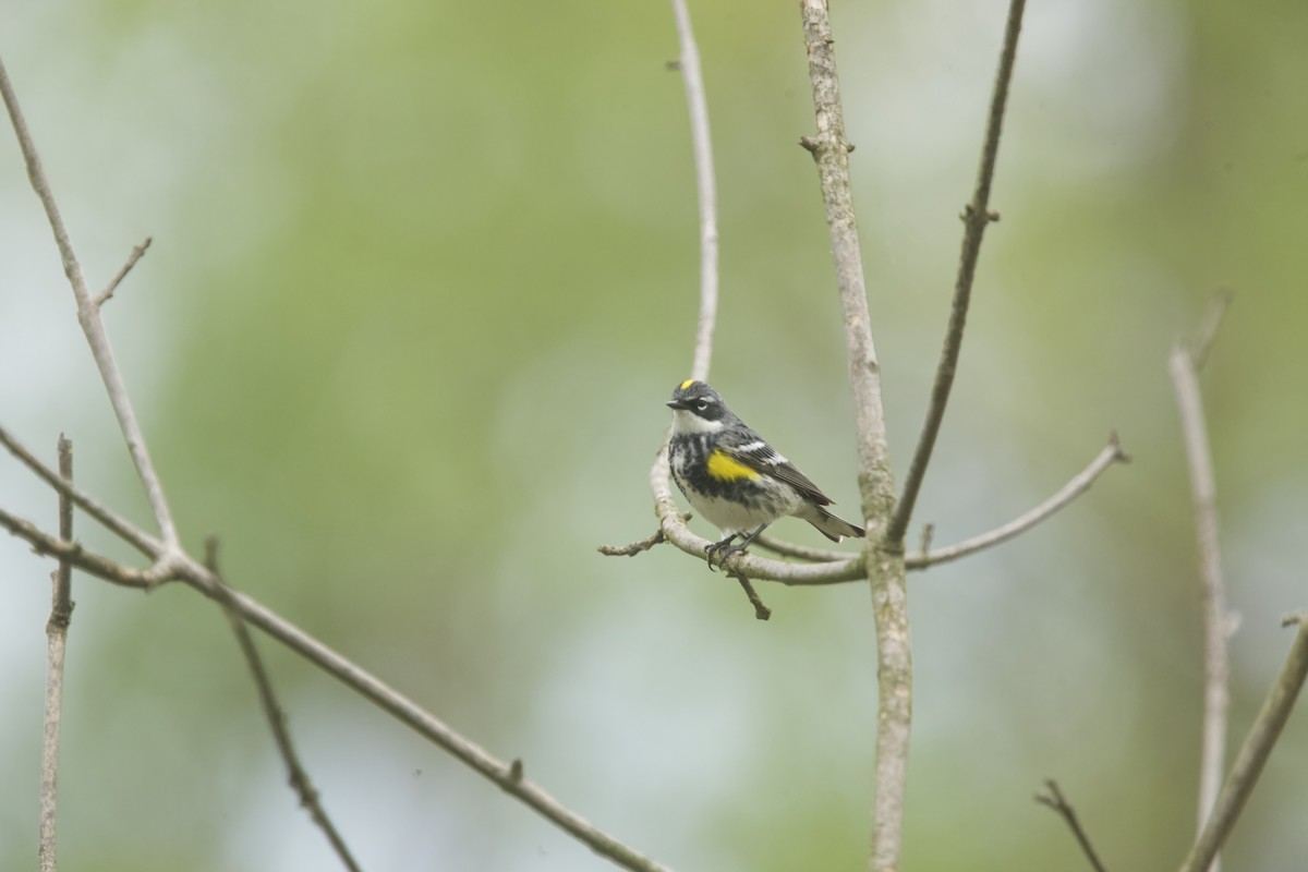 Yellow-rumped Warbler (Myrtle) - ML618435489