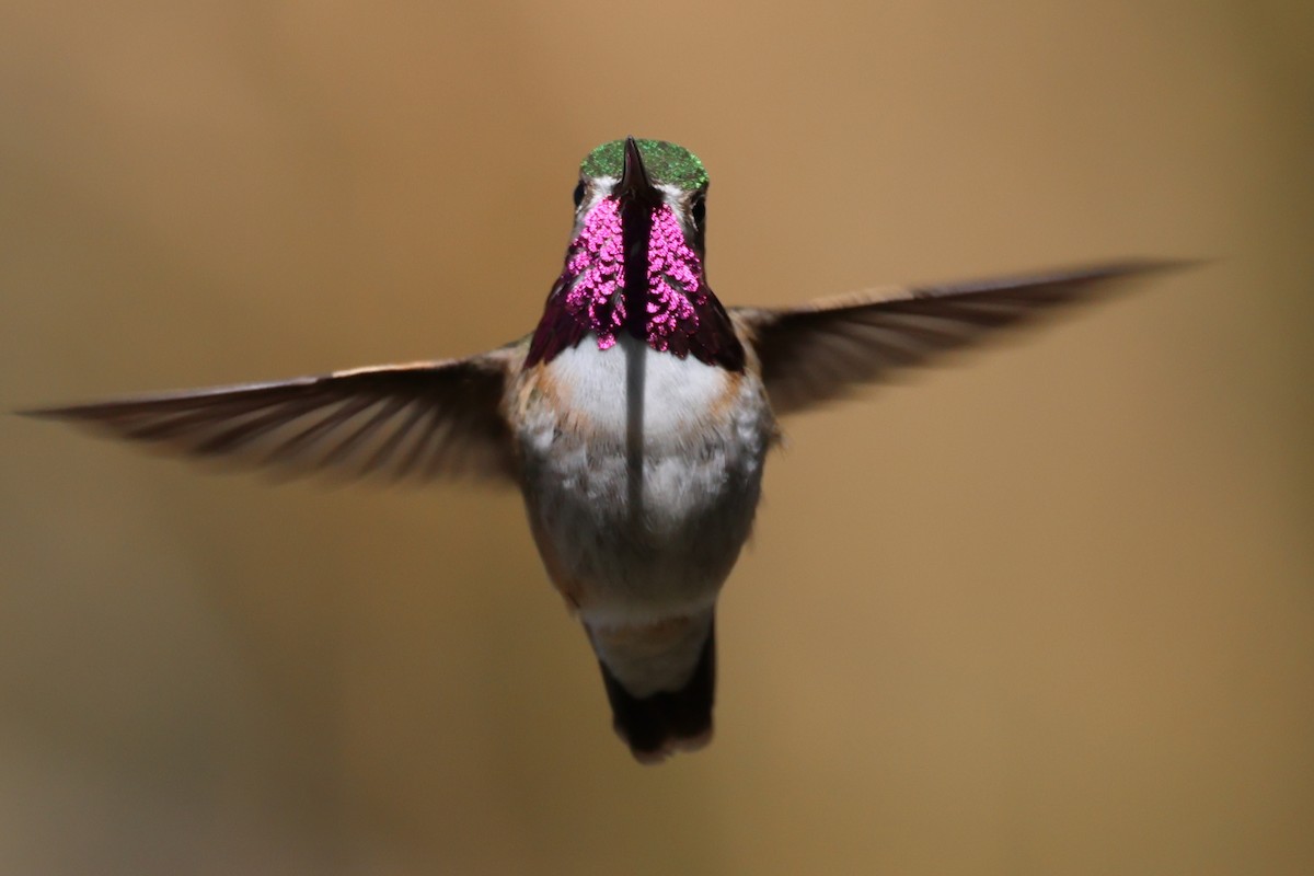 Calliope Hummingbird - ML618435517