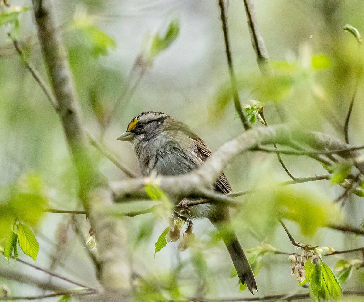 White-throated Sparrow - ML618435528