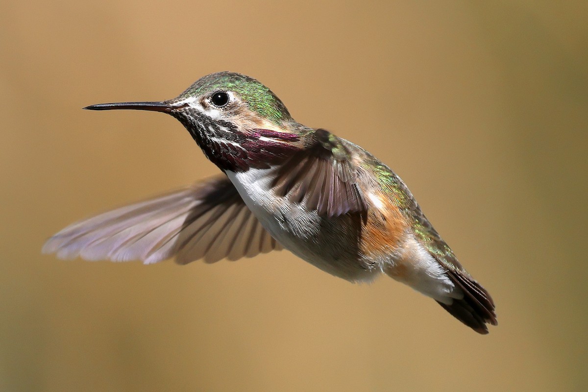 Calliope Hummingbird - Susan Hovde