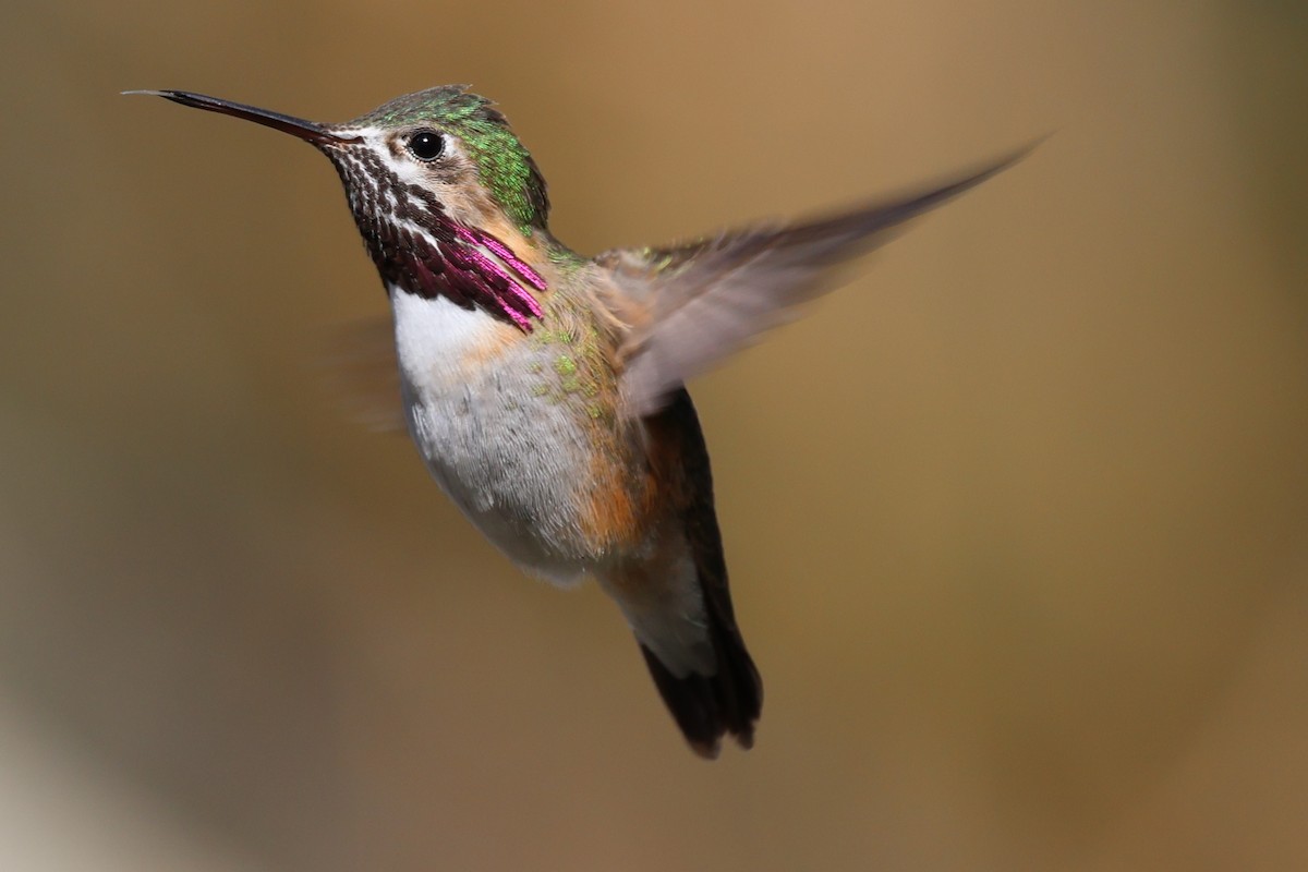 Calliope Hummingbird - ML618435541