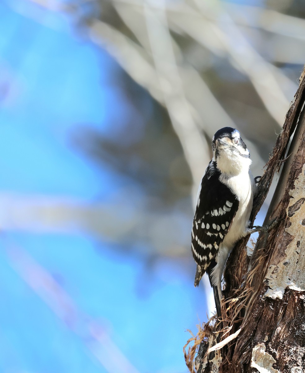 Downy Woodpecker - Susan Hovde