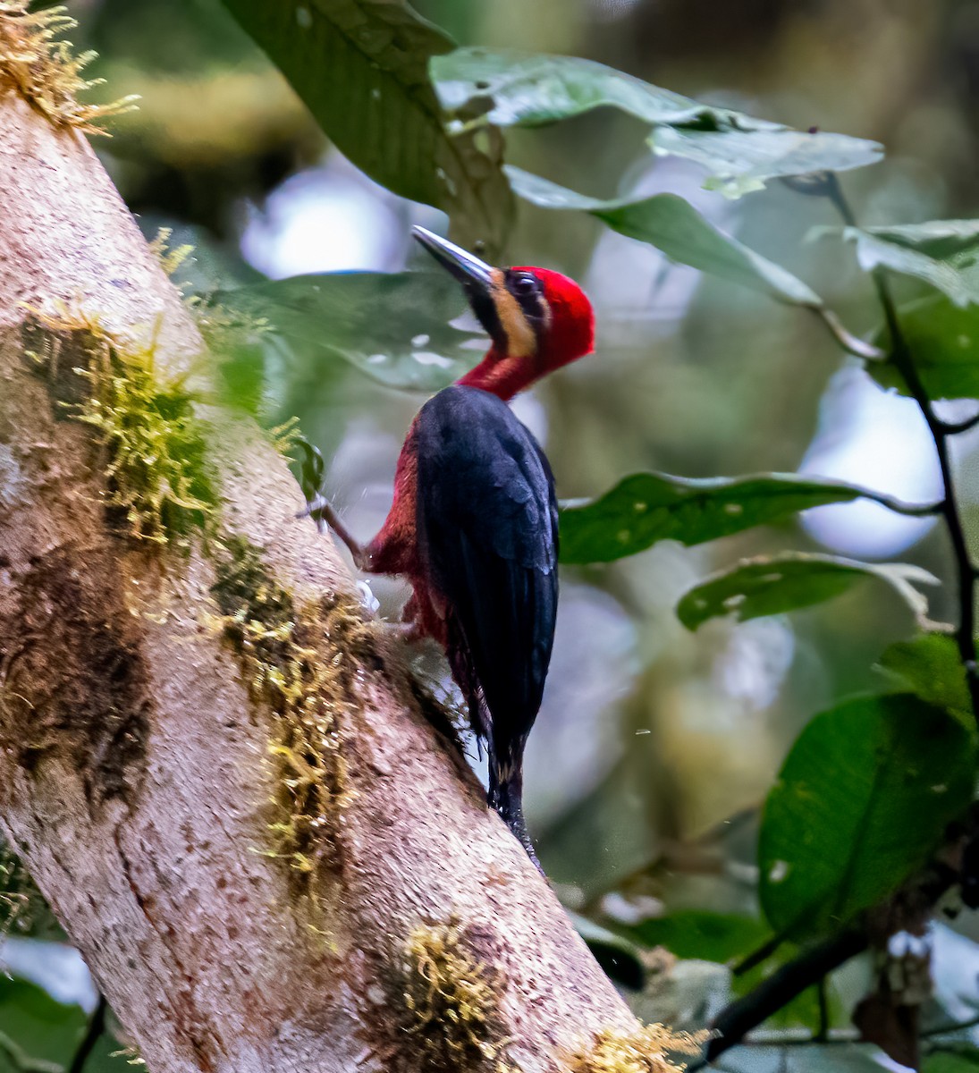 Crimson-bellied Woodpecker - ML618435576