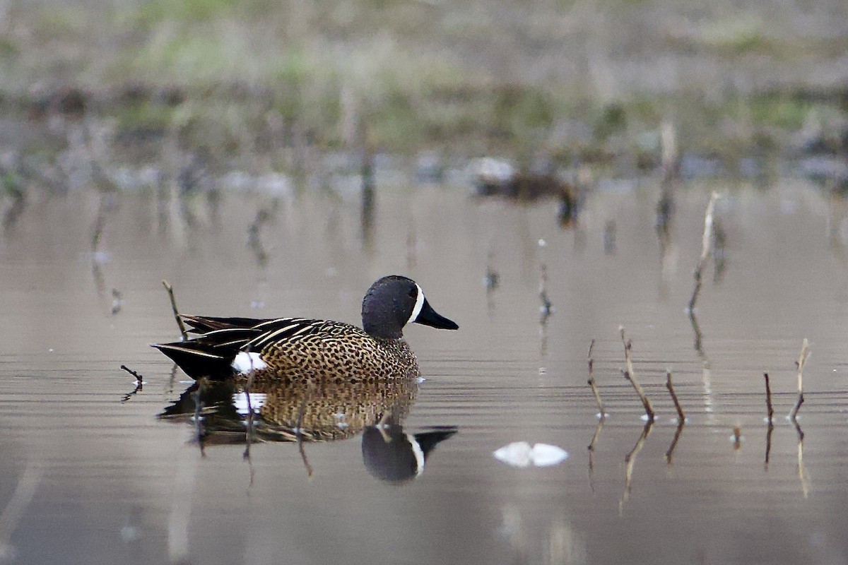 Blue-winged Teal - ML618435630