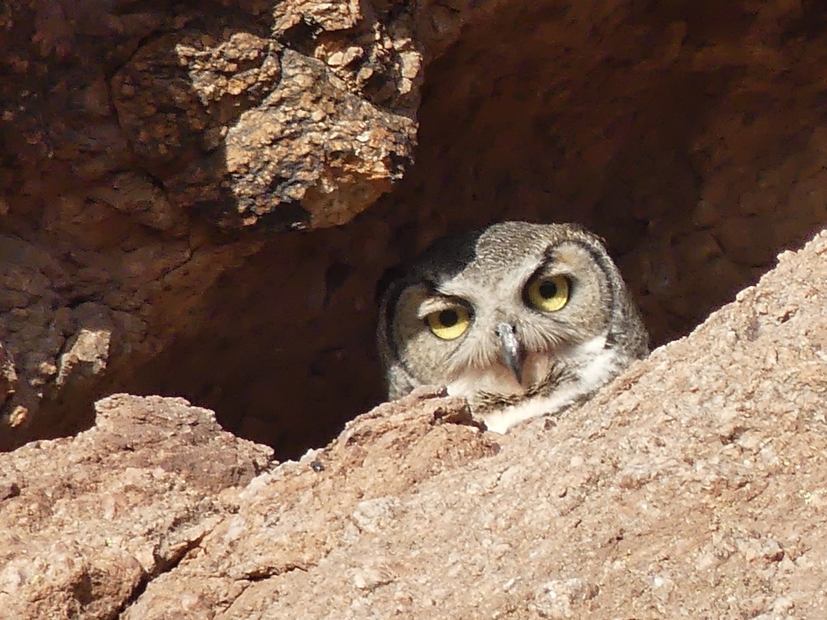 Great Horned Owl - ML618435643