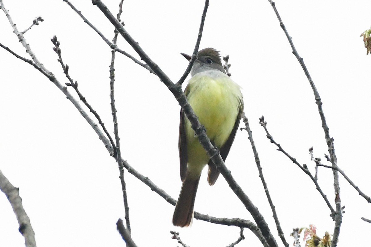 Great Crested Flycatcher - ML618435667