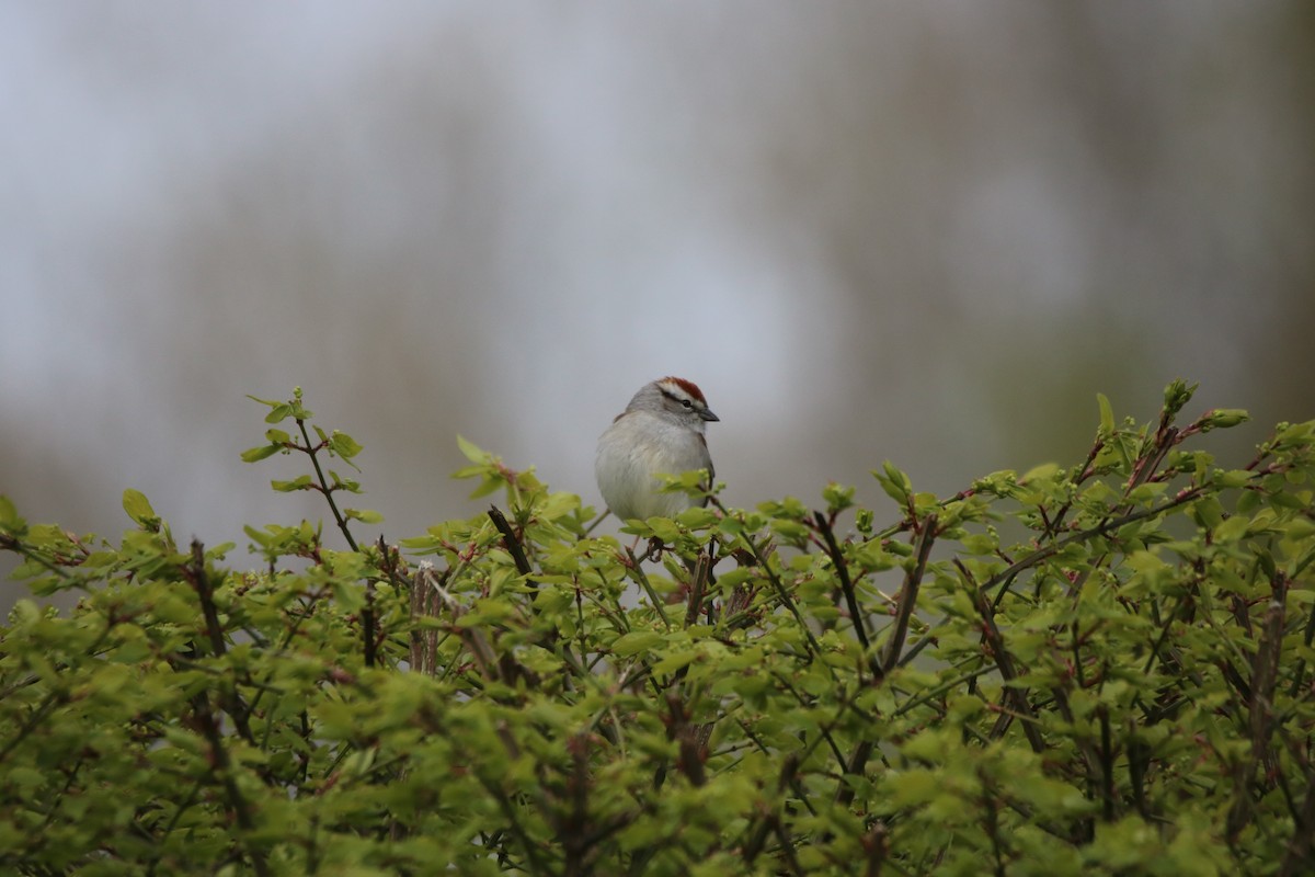 Chipping Sparrow - ML618435684