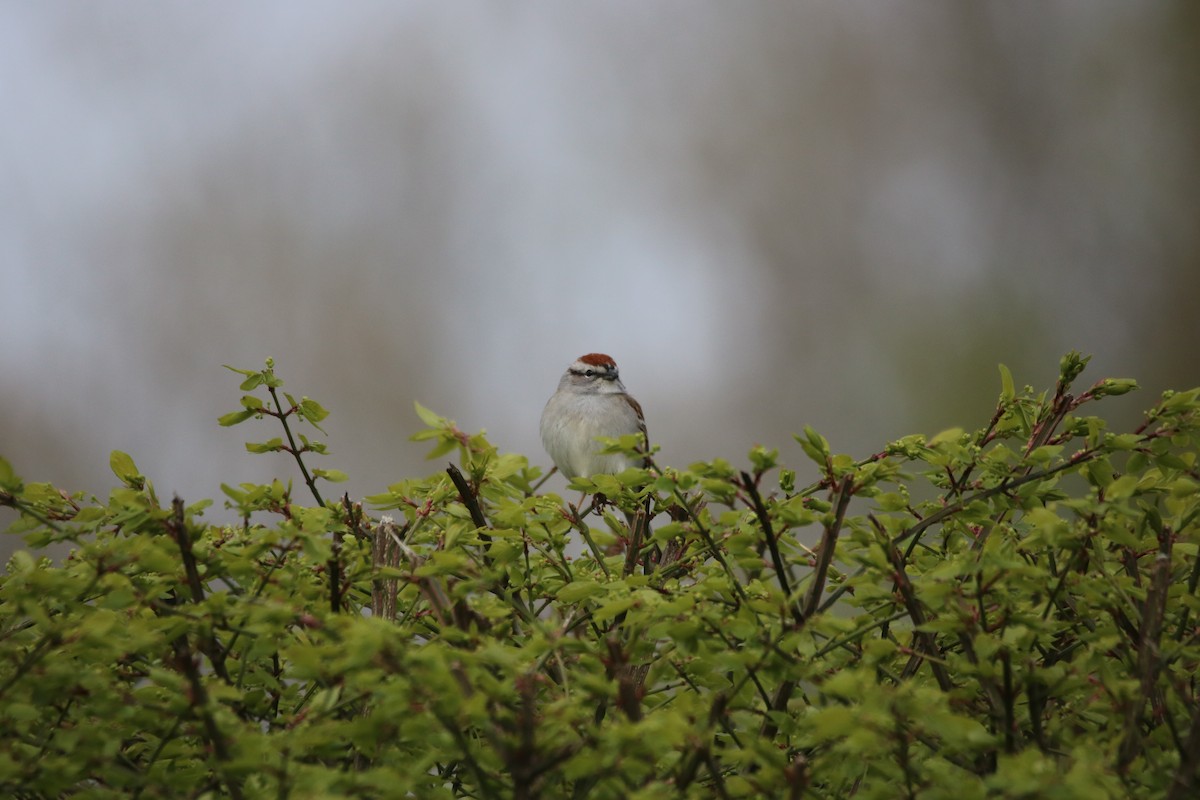 Chipping Sparrow - ML618435685