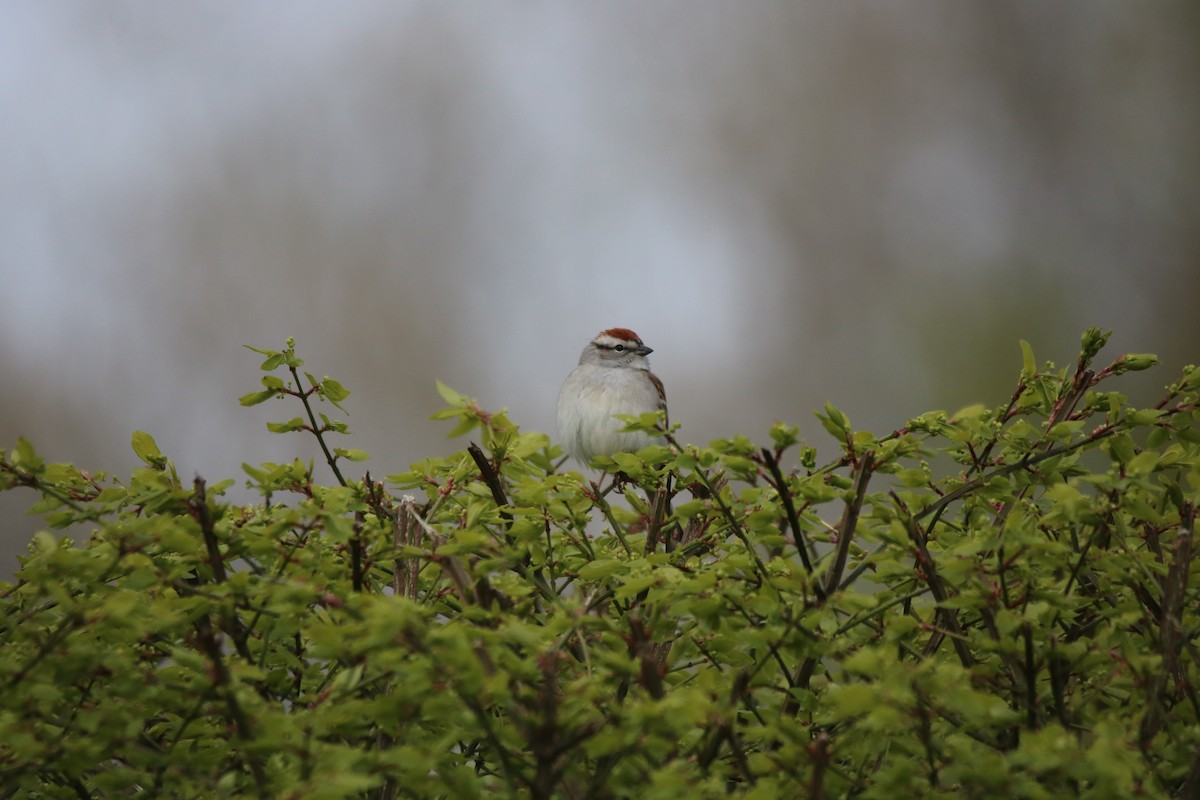 Chipping Sparrow - ML618435686